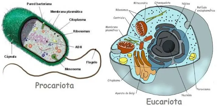 El Dios emotivo (página 2) - Monografias.com