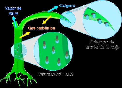 MIGUEL MALDONADO: UNIDAD 8 EXCRECIÓN DE LAS PLANTAS MIGUEL MALDONADO: UNIDAD 8 EXCRECIÓN DE LAS PLANTAS