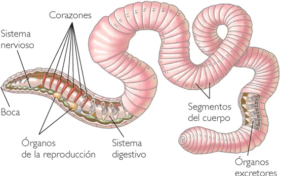 Ciencias Naturales: Los invertebrados: Respiración de ANELIDOS