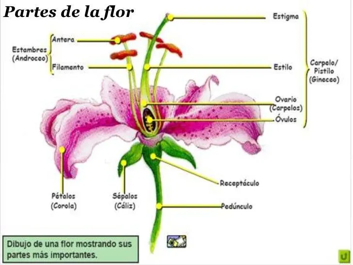 ciencias-naturales-la-flor-por ...