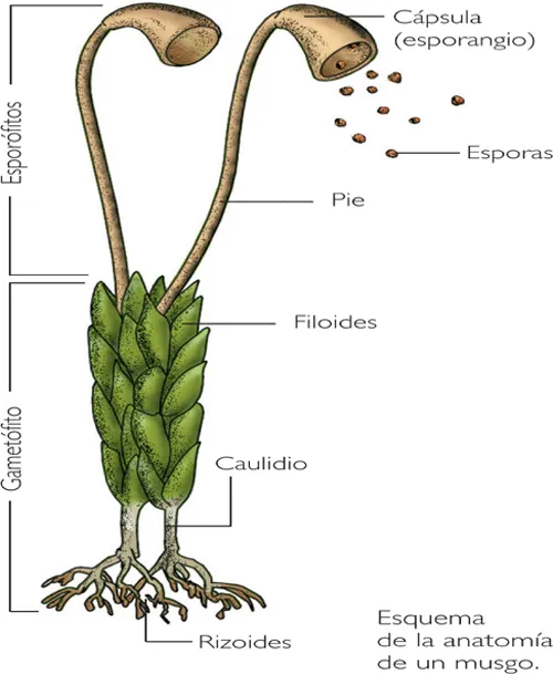 CIENCIAS NATURALES 1 OJA: MUSGOS Y HELECHOS