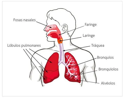 Ciencias naturales | omarloxm