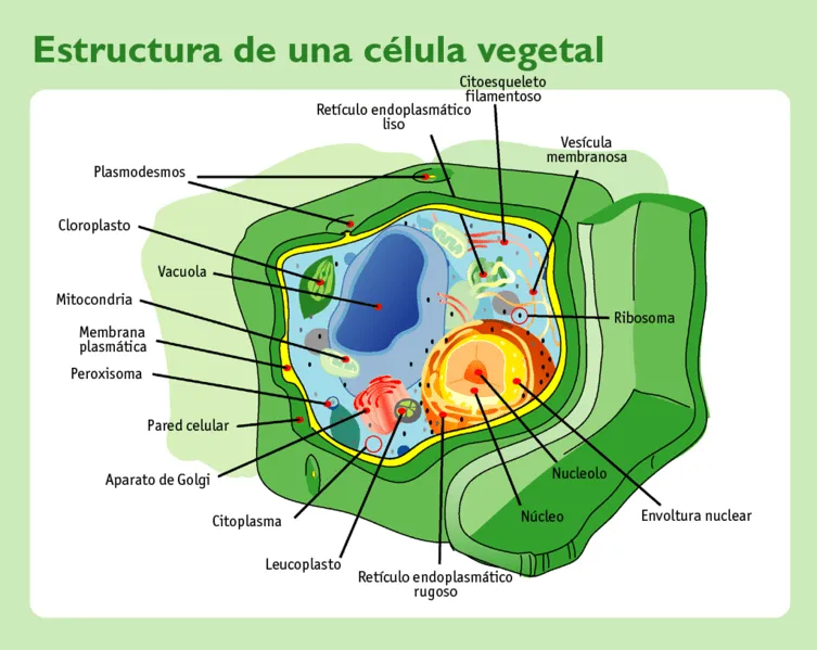 Ciencias Naturales Online » Tipos de Celulas