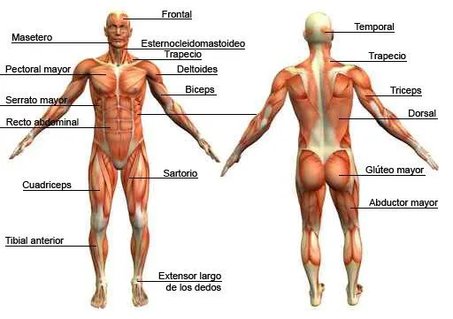 Ciencias Naturales: Primaria: El sistema muscular