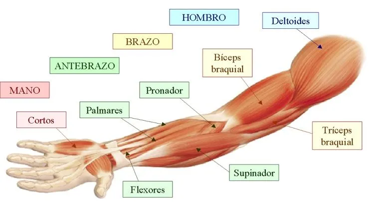 Ciencias Naturales: Primaria: El sistema muscular Ciencias Naturales: Primaria: El sistema muscular