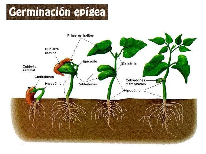 Ciencias Naturales: Los seres vivos y su ciclo vital