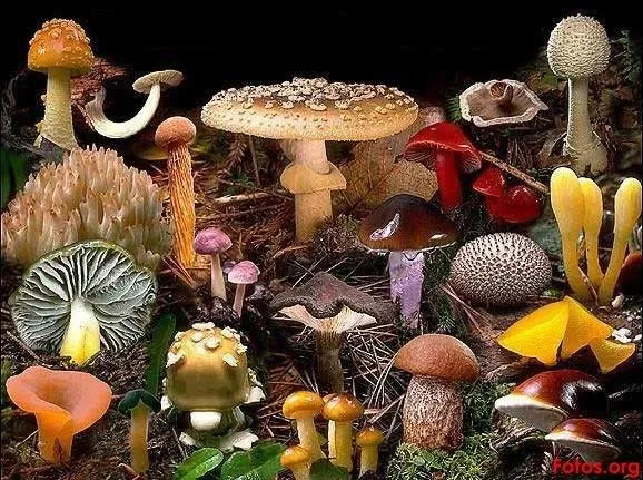 Ciencias Naturales; Los Seres Vivos: FOTOS * Reino Hongo