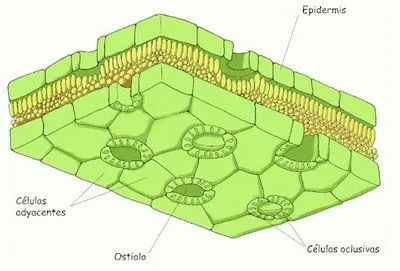 ciencias naturales: tipos de tallos ,hojas y raices ciencias naturales: tipos de tallos ,hojas y raices
