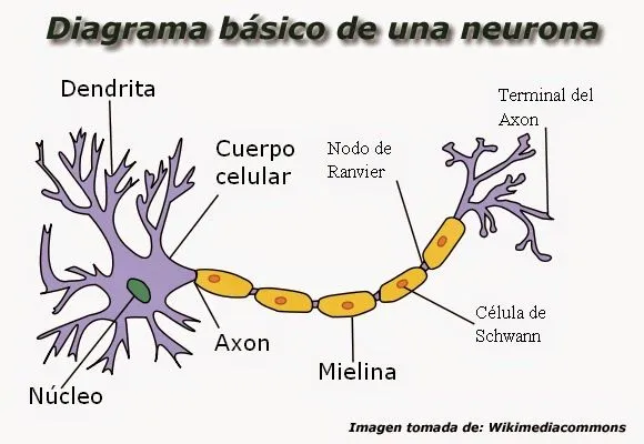 Ciencias de la Naturaleza 2º ESO: Funciones de Relación y ... Ciencias de la Naturaleza 2º ESO: Funciones de Relación y ...