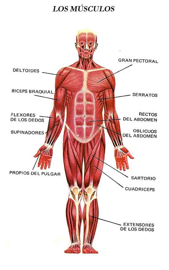 Ciencias para Niños: El cuerpo Humano