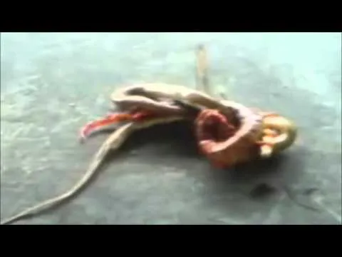 Cienpies Gigante Vs Serpiente - YouTube