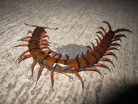 Cienpies Scolopendra Gigantea Venezuela - YouTube