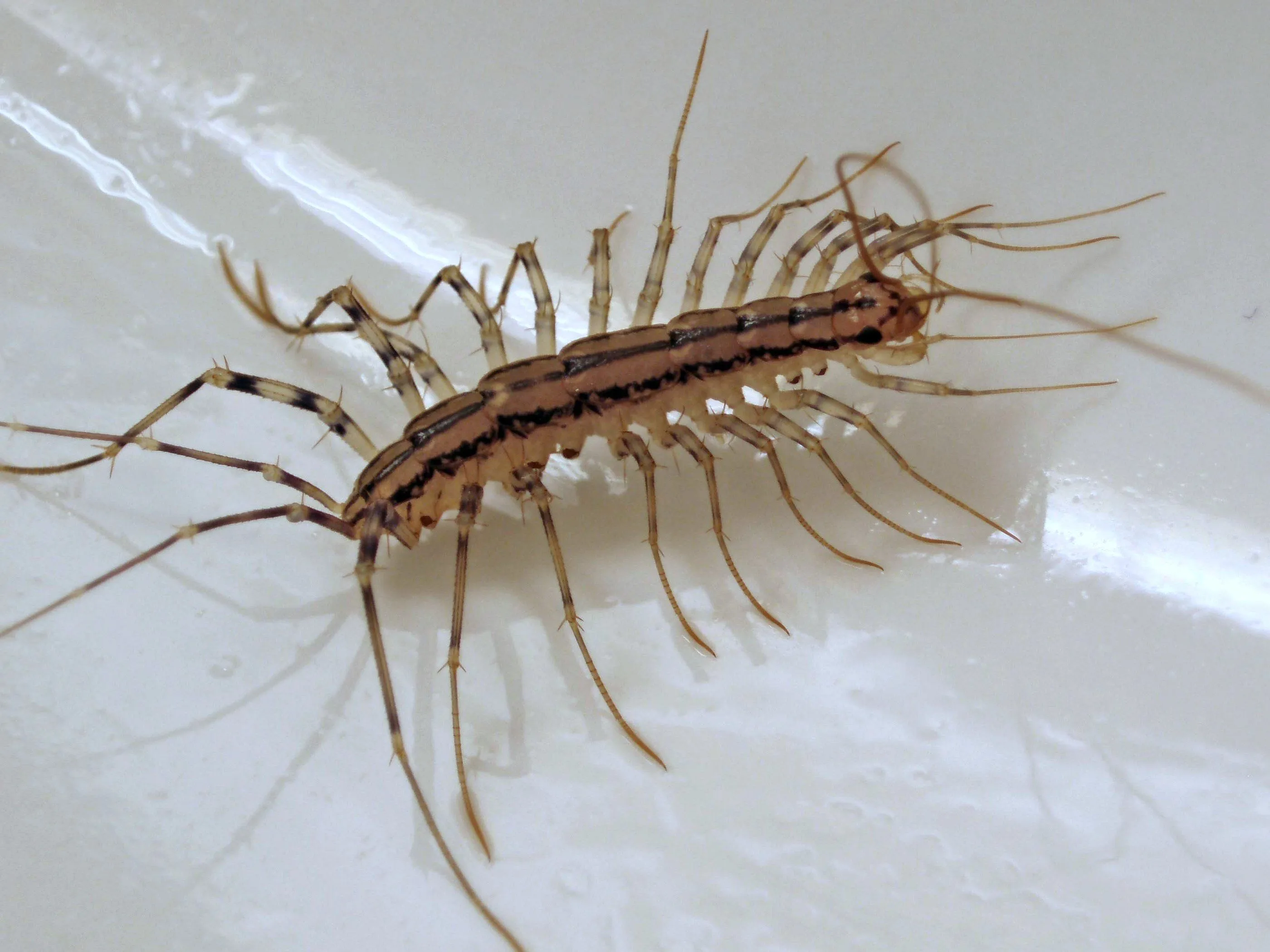 Cienpies - Scutigera Coleoptrata 6 | Flickr - Photo Sharing! Cienpies - Scutigera Coleoptrata 6 | Flickr - Photo Sharing!