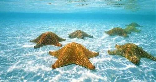 Científicos creen que las estrellas de mar podrían curar el asma y ... Científicos creen que las estrellas de mar podrían curar el asma y ...