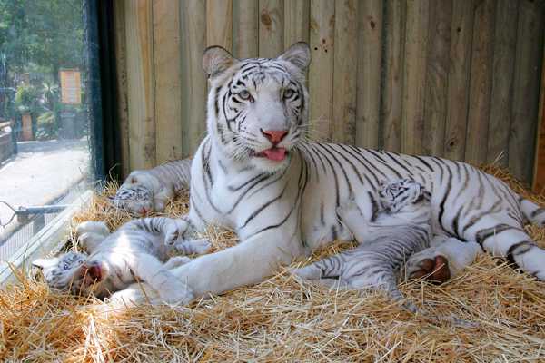Científicos explican el misterio genético detrás de los tigres ... Científicos explican el misterio genético detrás de los tigres ...