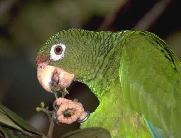 Científicos logran alta natalidad de cotorras cubanas (+ Video ... Científicos logran alta natalidad de cotorras cubanas (+ Video ...