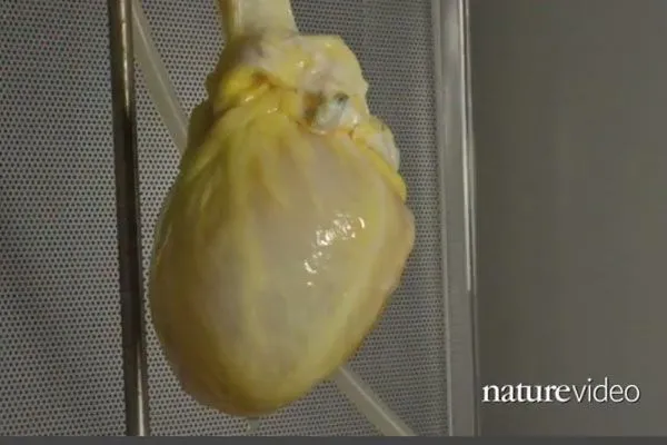 Científicos logran crear artificialmente un tejido de corazón ...