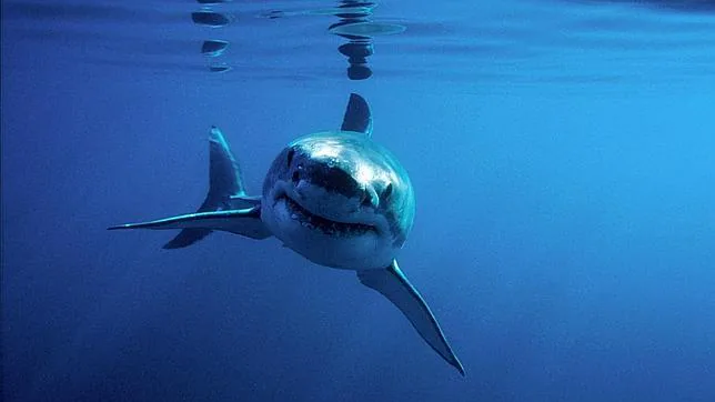 Cierran tres playas en California tras el ataque de un tiburón ...