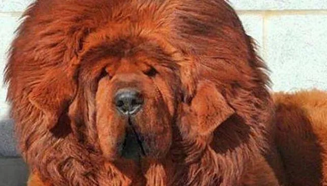 Cierran el zoo chino que intentó hacer pasar a perros por leones ...