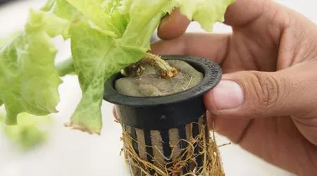 Cilindro de Foami Agrícola de 4.3 x 5 cm - $1.80 : .: Hydro ... Cilindro de Foami Agrícola de 4.3 x 5 cm - $1.80 : .: Hydro ...