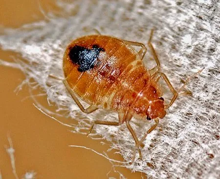 Cimex lectularius - BugGuide.Net