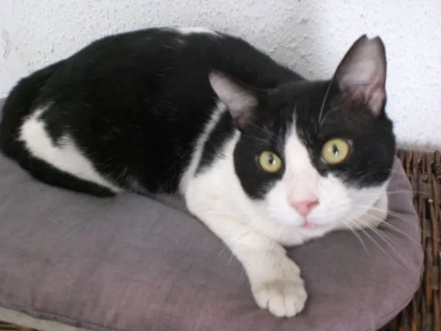 Nuestros gatos -