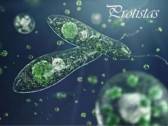 cincias-reino-protista-1-638. ...