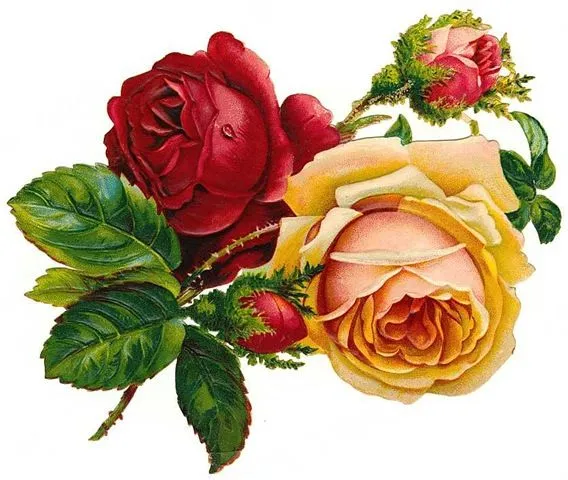 CINE Y LITERATURA: DIALÉCTICA DE LAS ROSAS