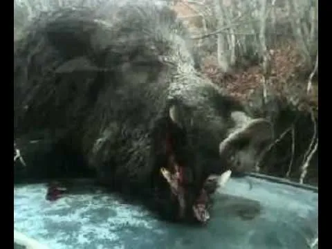 un cinghiale di 130 kg ad aprigliano - YouTube un cinghiale di 130 kg ad aprigliano - YouTube
