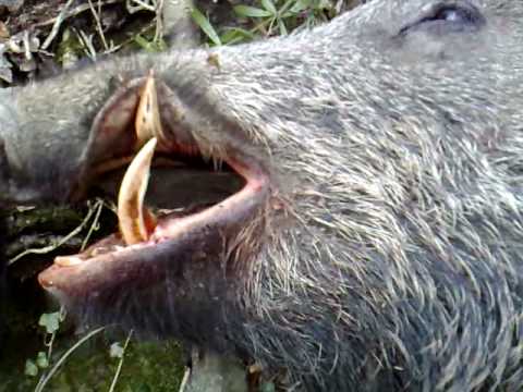 Cinghiale SUPER da "single" abbattimento N° 20 San Venanzo - YouTube