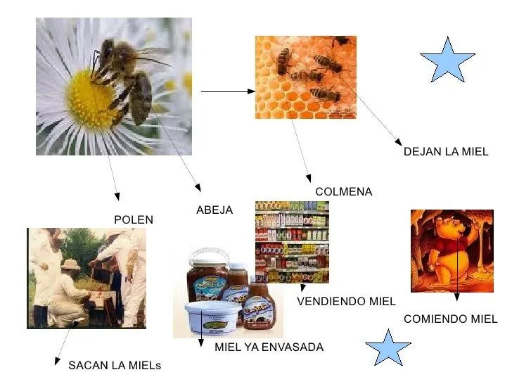 Circuito productivo de la miel