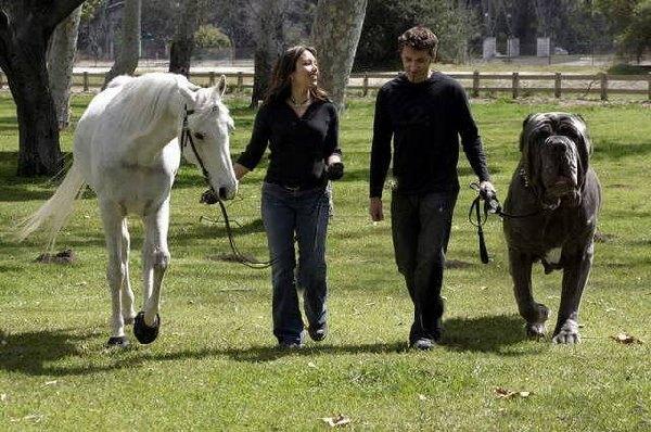 Ciro Esper: ¿Cual de las 10 razas de Perros mas grandes del mundo ... Ciro Esper: ¿Cual de las 10 razas de Perros mas grandes del mundo ...