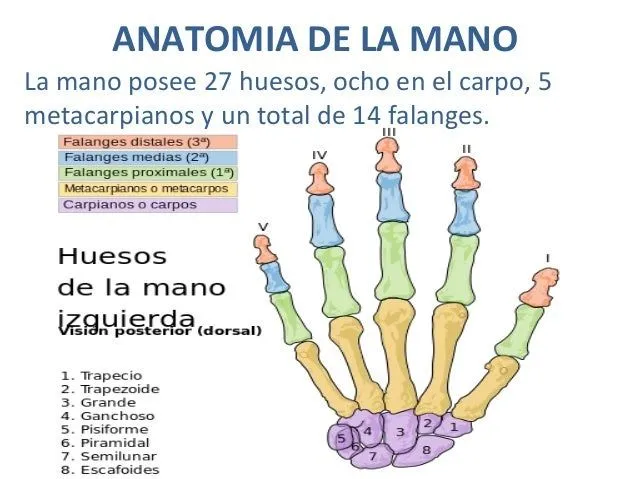cirugia-de-manoppt-iq-5-5-638. ...
