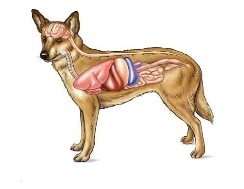Aparato digestivo de un perro - Imagui