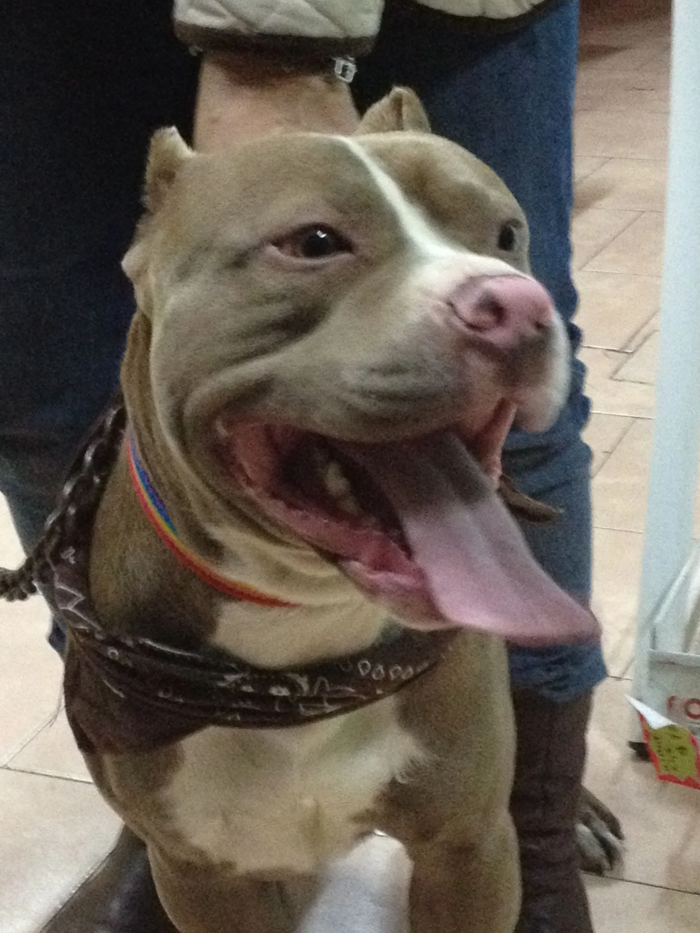 Cirugías - Corte de Orejas en Pit Bull