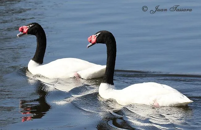 Cisne de cuello negro - AVES DE CHILE