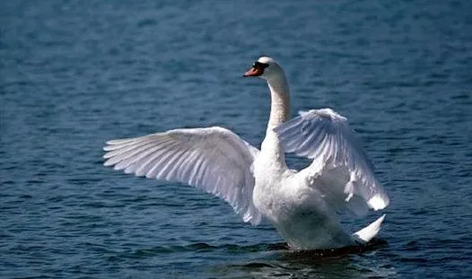 Cisnes