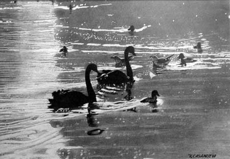 Cisnes Dibujos a lápiz, Vicente Casanueva