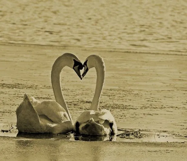 Cisnes enamorados