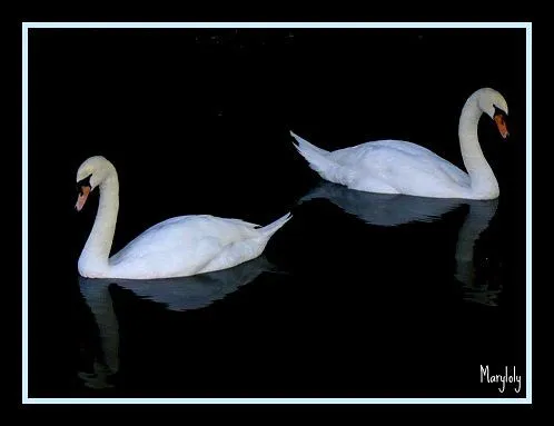 Cisnes enamorados | Flickr - Photo Sharing! Cisnes enamorados | Flickr - Photo Sharing!