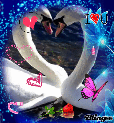 Cisnes Enamorados! Picture #126270965 | Blingee. Cisnes Enamorados! Picture #126270965 | Blingee.