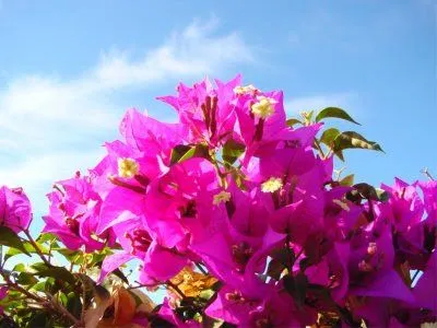 Imagenes de flores para fondo de pantalla - Imagui Imagenes de flores para fondo de pantalla - Imagui