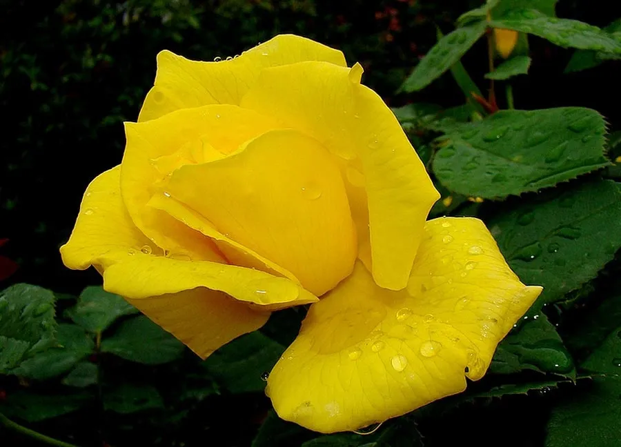 CITA CON LA VIDA: Las flores me hablan