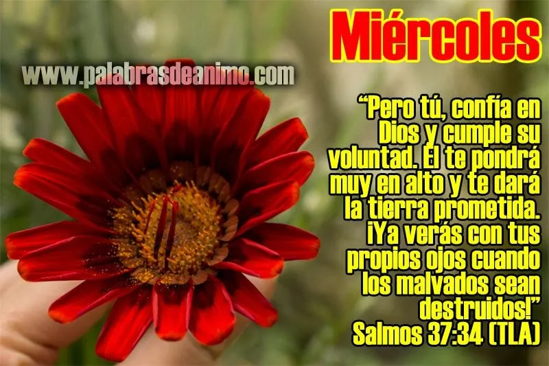 Textos Bíblicos « Palabras de Animo.com