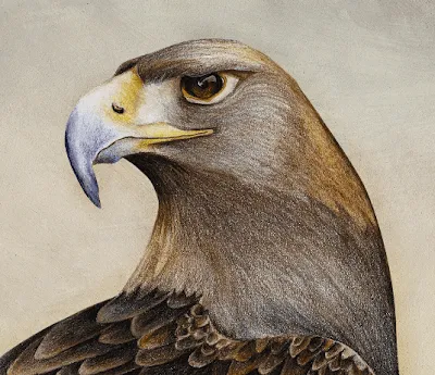 Citlalin de dibujo: Águila Real
