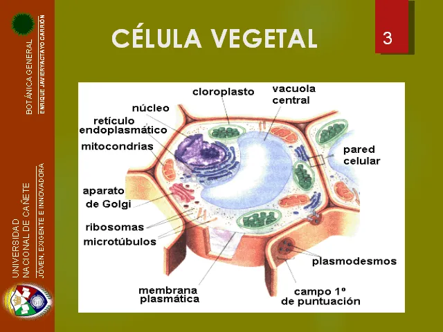 Citología vegetal - Monografias.com