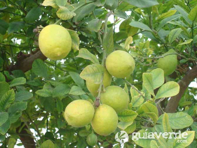 Citrus limon - Limón, Limones, Limonero, Limoneros