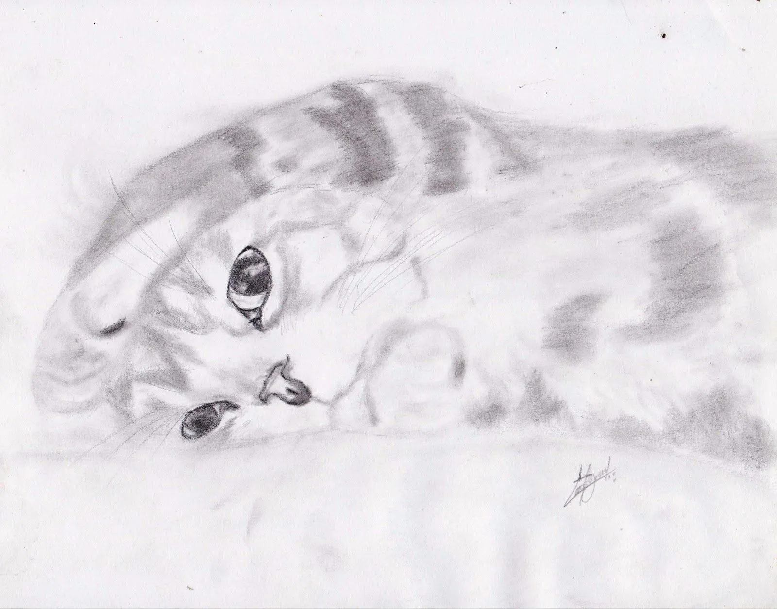 Ciudad Del Carmen, Campeche : Gato Dibujo a lápiz Ciudad Del Carmen, Campeche : Gato Dibujo a lápiz