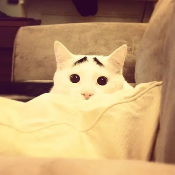 La ciudad de los gatos: Sam: ¿el gato que se hizo famoso por tener ...