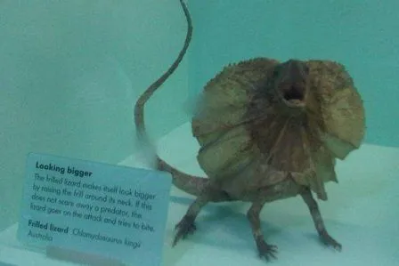 Clamidosaurio de King o lagarto con chorreras | LAGARTOPEDIA Clamidosaurio de King o lagarto con chorreras | LAGARTOPEDIA